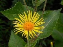 Inula helenium zadens - 1 gram | 200 zaden